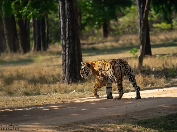 pench jungle