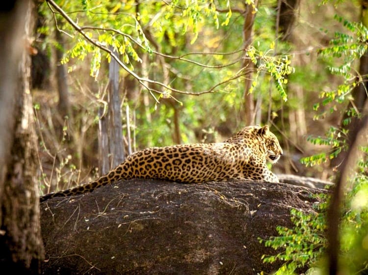 pench jungle