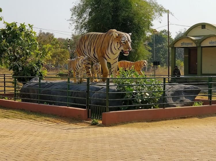 tadoba jungle