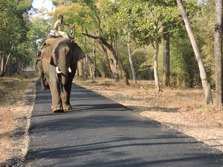 tadoba jungle