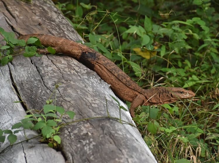 tadoba jungle